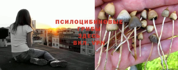 ПСИЛОЦИБИНОВЫЕ ГРИБЫ Беломорск