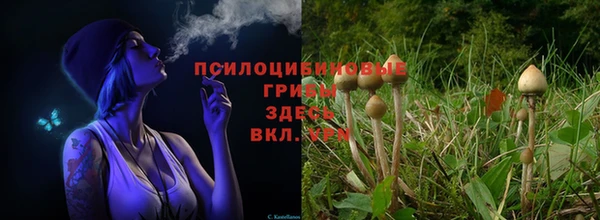 ПСИЛОЦИБИНОВЫЕ ГРИБЫ Беломорск